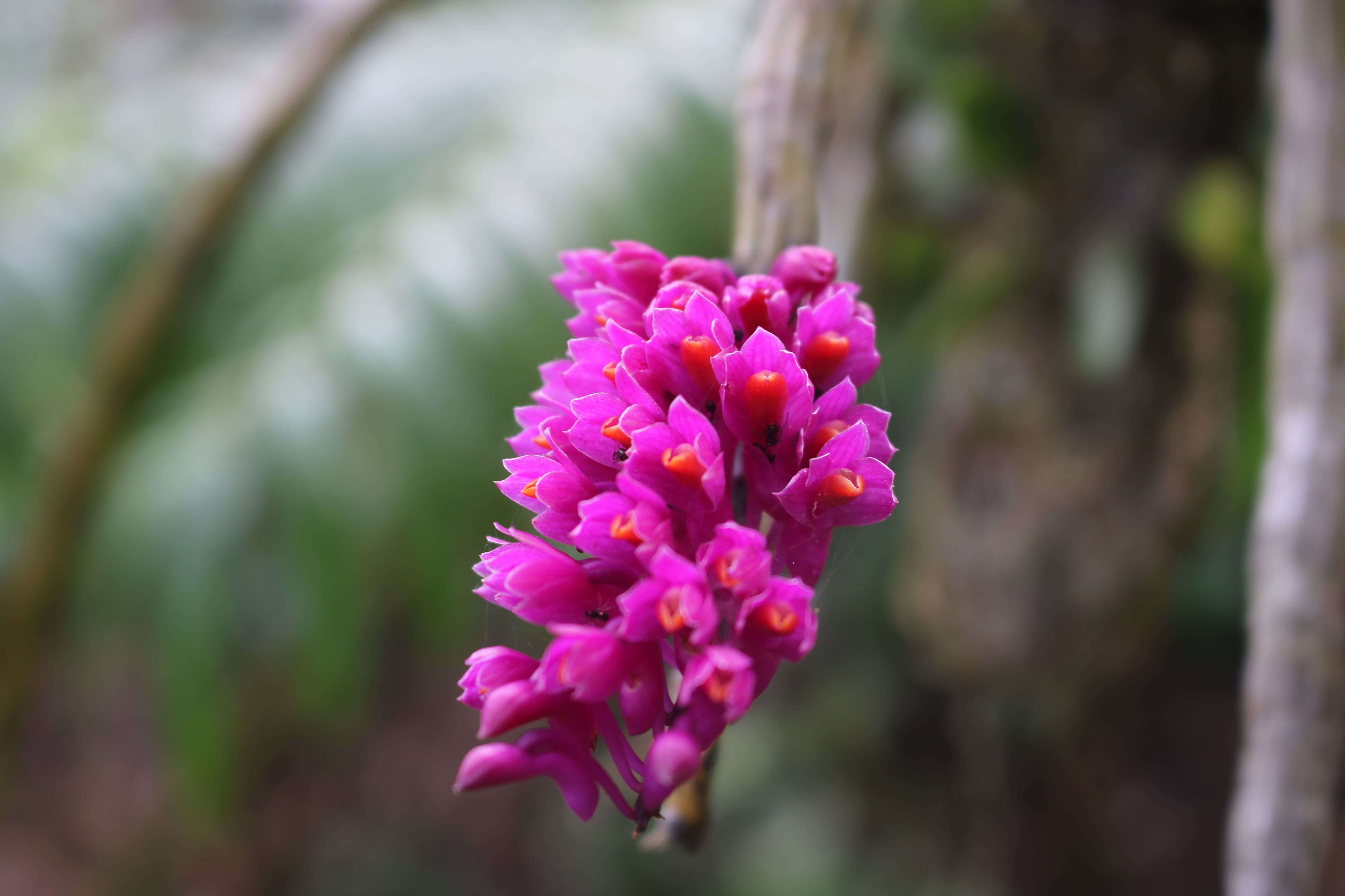 Balelawang Species Orchid